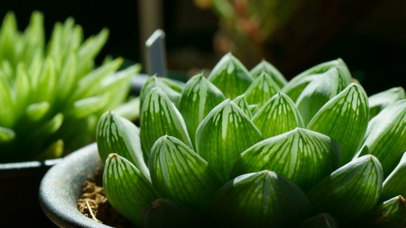 Суккуленты Эстетика