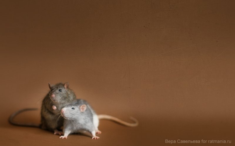 Фон с крысами