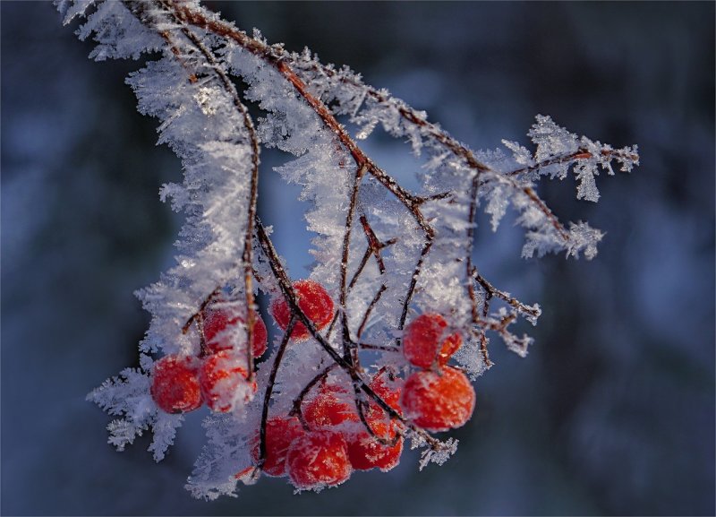 Рябина в снегу