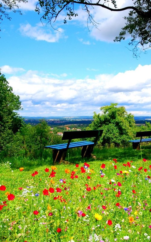 Поляна цветов