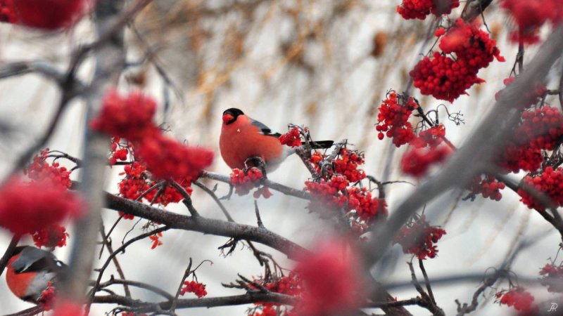 Снегири на рябине