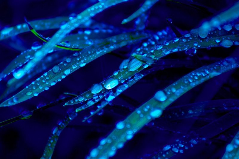 Бирюзовые цветы