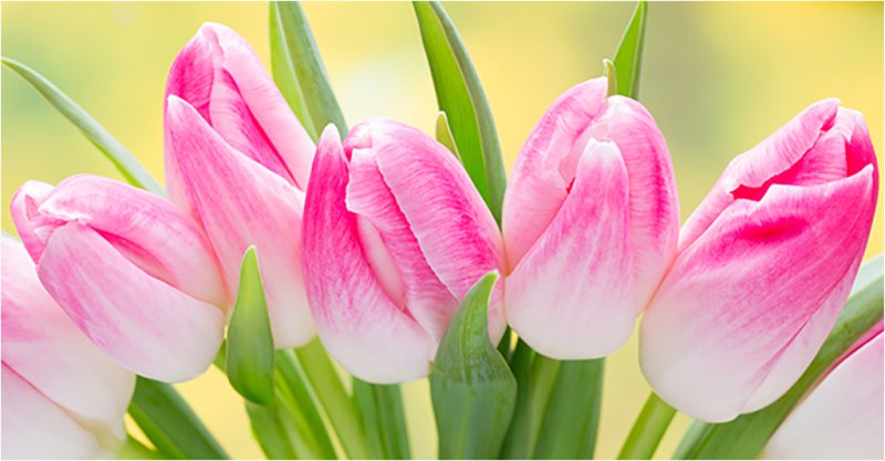 Нежные тюльпаны