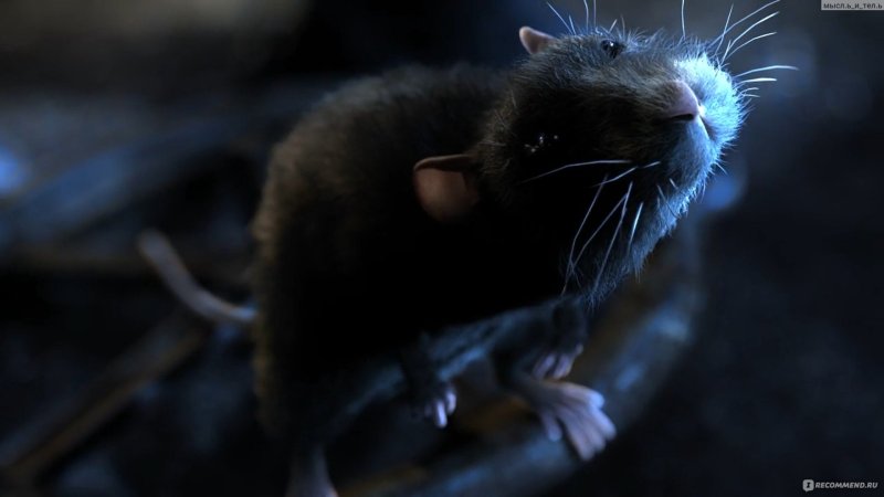 Милая крыса