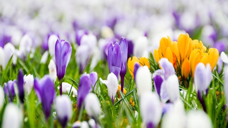 Весенний фон для рабочего стола