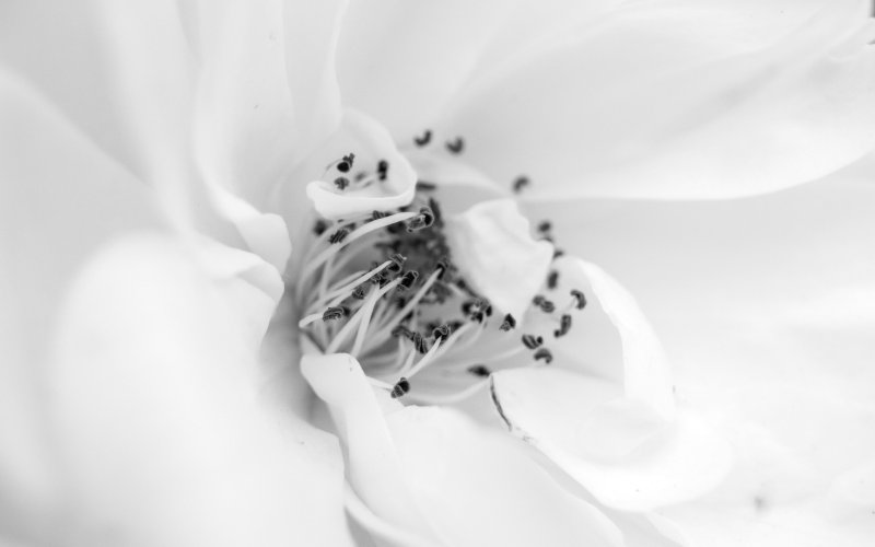 Красивый белый