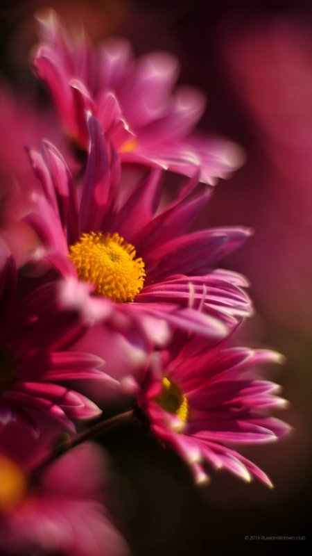 Яркие цветы