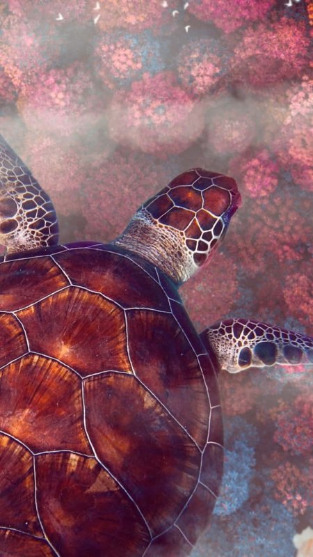 Черепаха обои