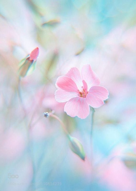 Цветы в пастельных тонах