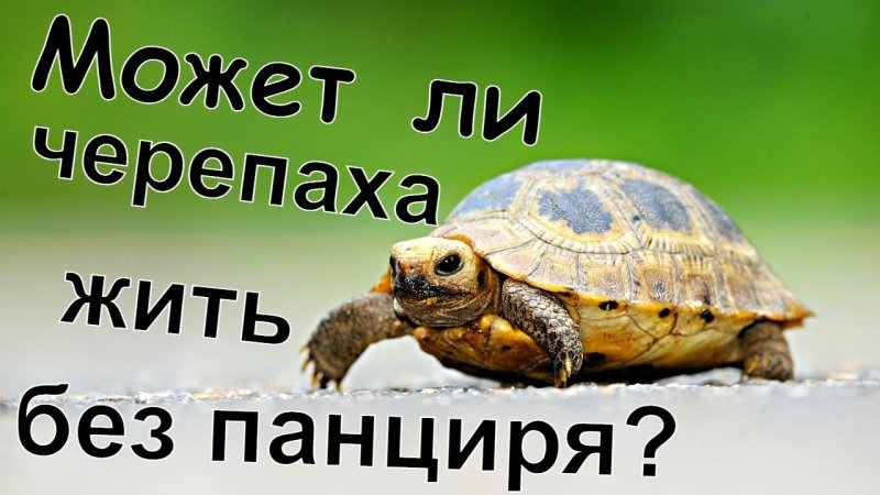 Черепахи Turtle Tortoise