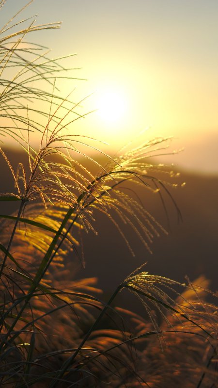 Травинки на рассвете