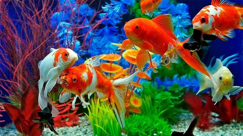 Тай риф аквариумная рыбка