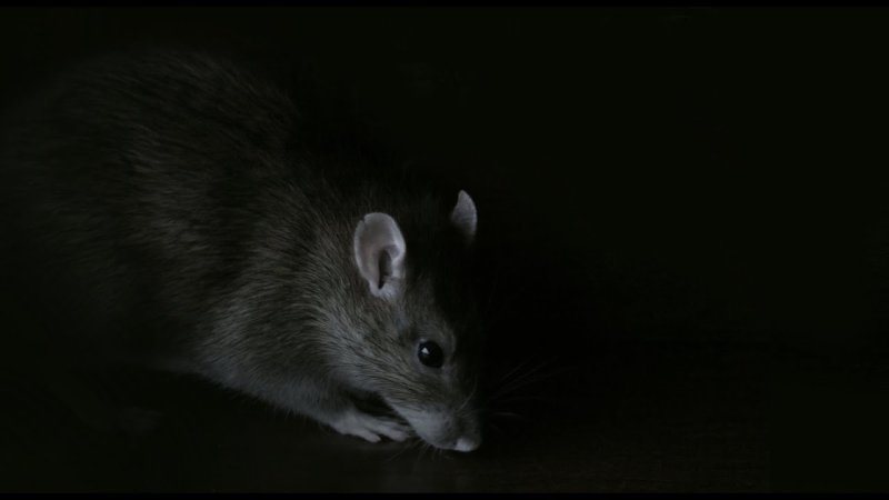 Мышь в темноте