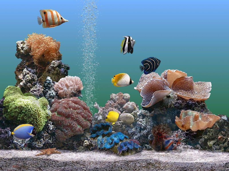 Живой аквариум на рабочий стол