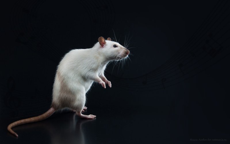 Крыса на черном фоне