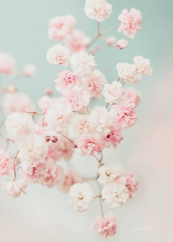 Нежный цветок