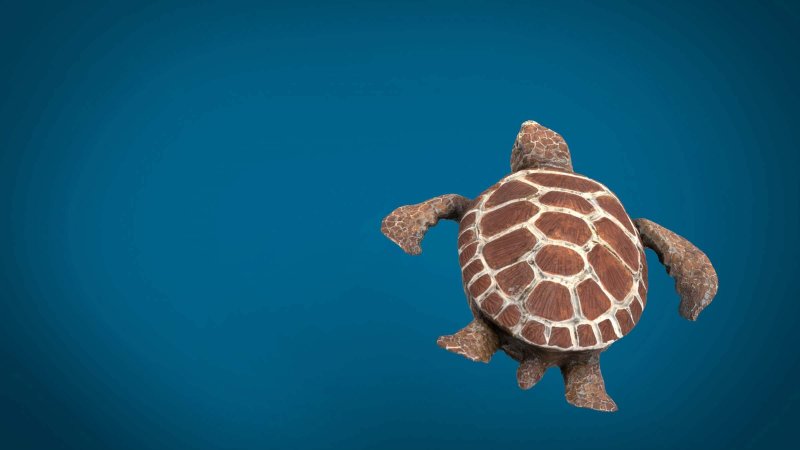 Морская черепаха