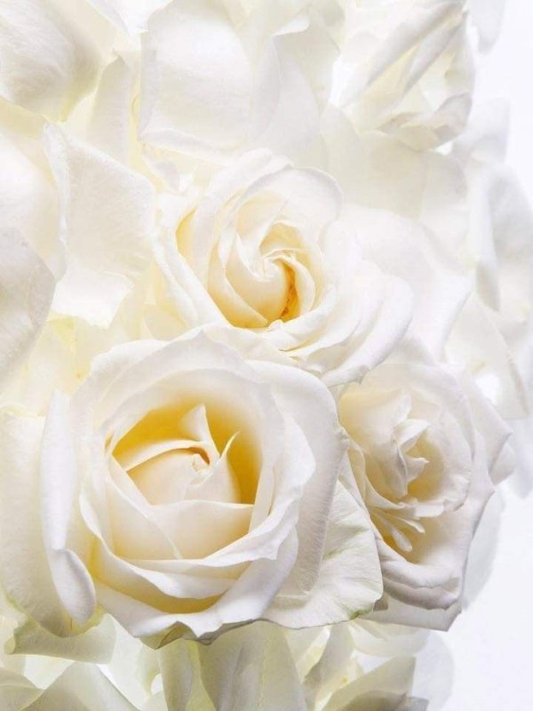 Розы белого цвета