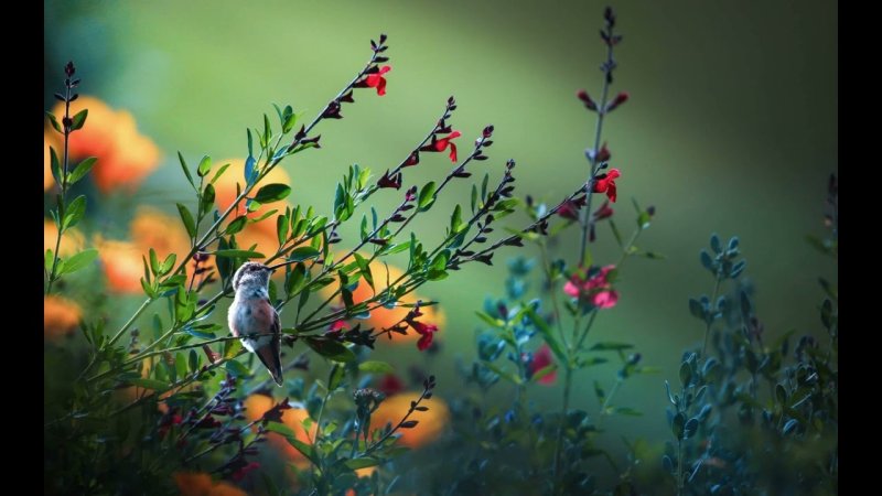 Весна птицы