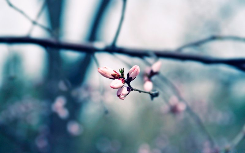 Весенний фон для рабочего стола