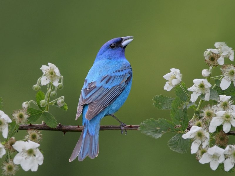 Лазурный овсянковый Кардинал