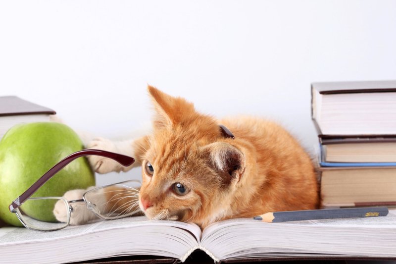 Умная кошка