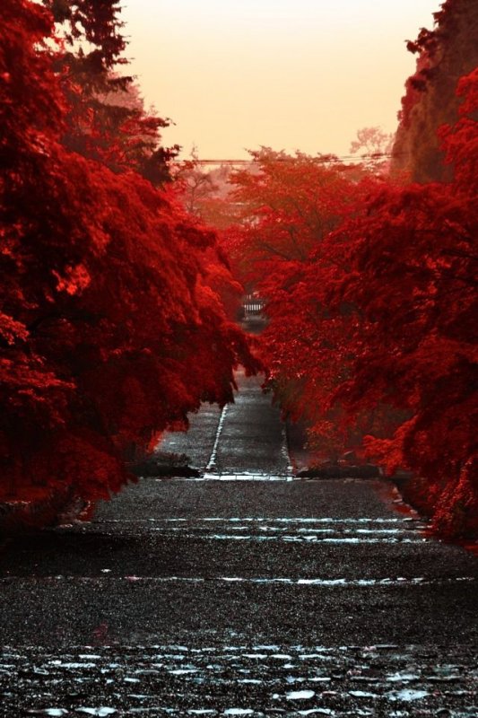 Красная осень