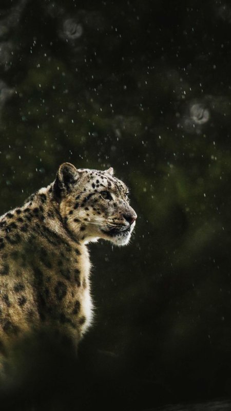 Белый леопард