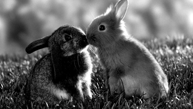 Обои с зайчиками