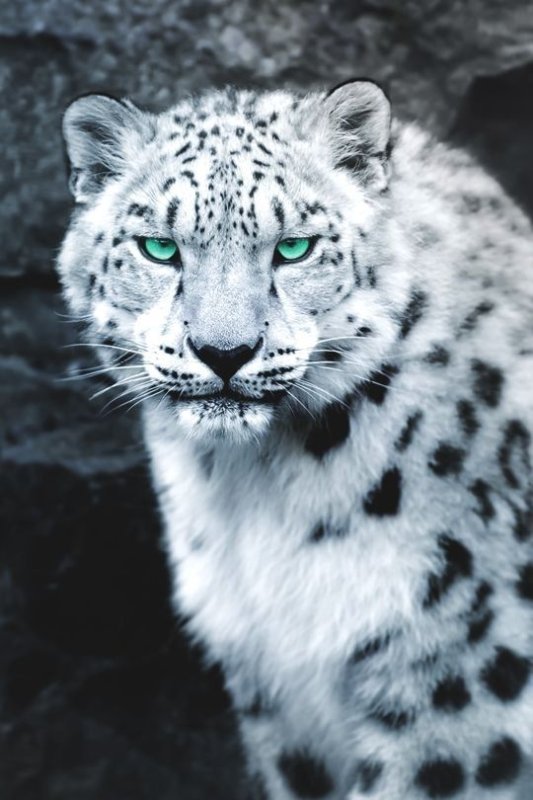 Ирбис, или снежный Барс (uncia uncia, Panthera uncia)