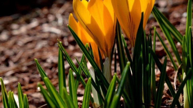 Крокус желтый цветок
