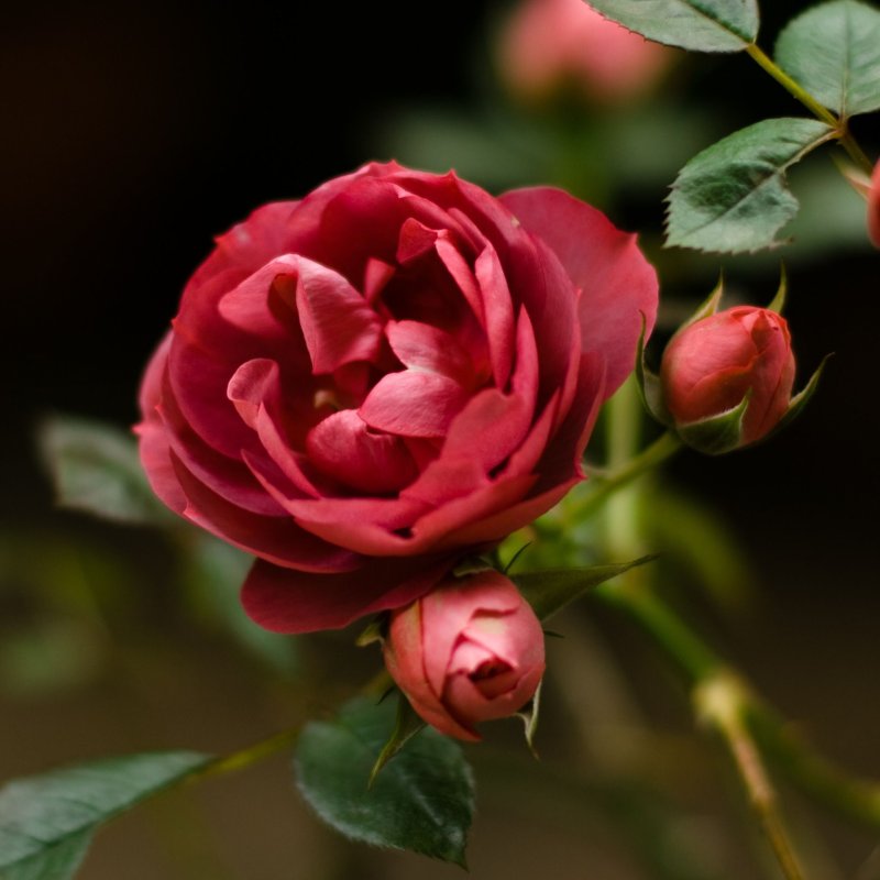 Красивые цветы на рабочий стол