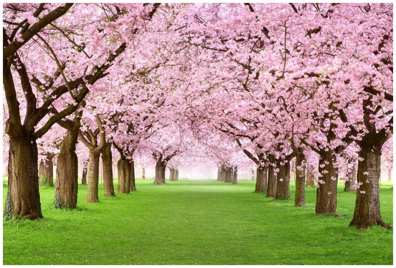 Сакура черри блоссом