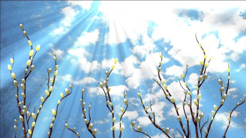 Верба цветет