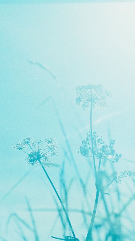 Голубые цветы Минимализм