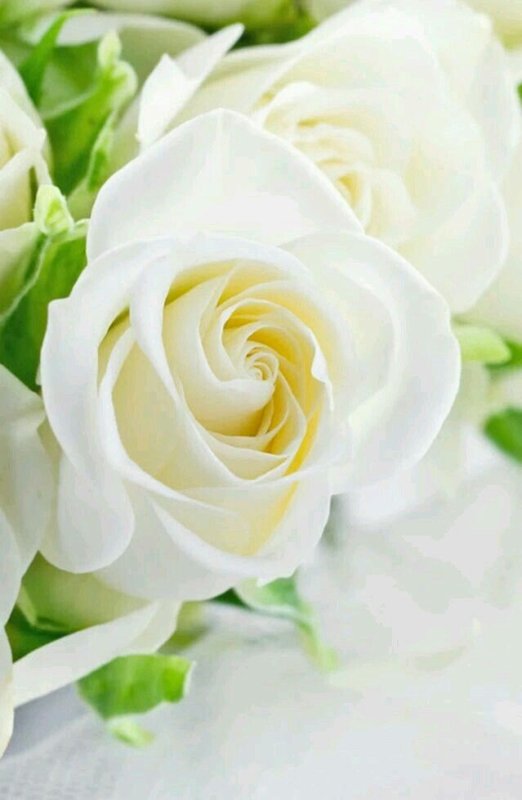 Белые розы1