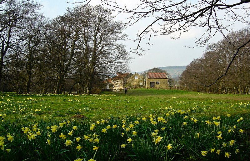 Цветочная ферма в Чичестере Великобритания