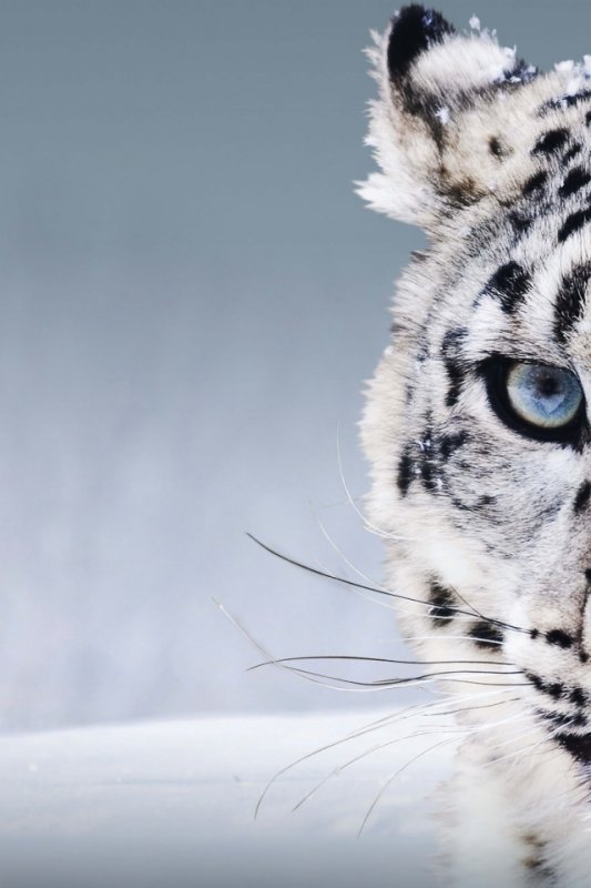 Снежный Барс обои