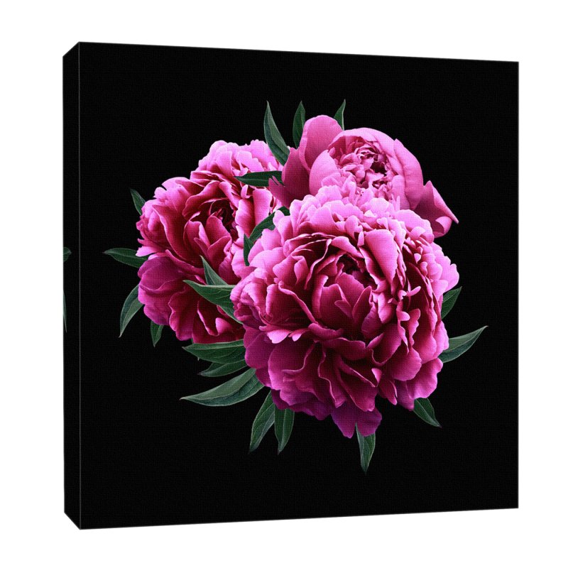 Пиони Пинк (Peony Pink)