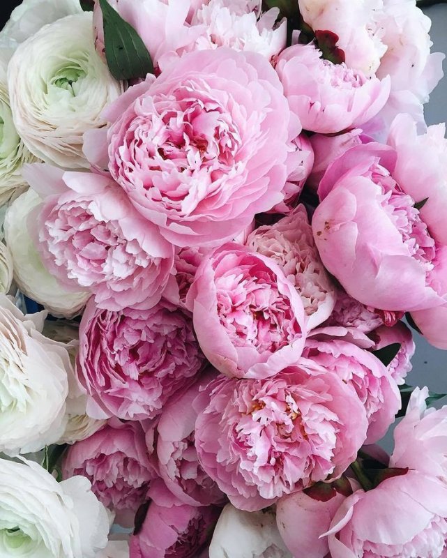 Розоподобные пионы