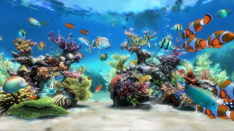 Обои на рабочий стол аквариум