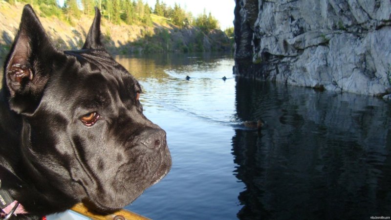 Кане Корсо собака