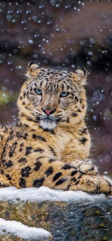 Красивые звери