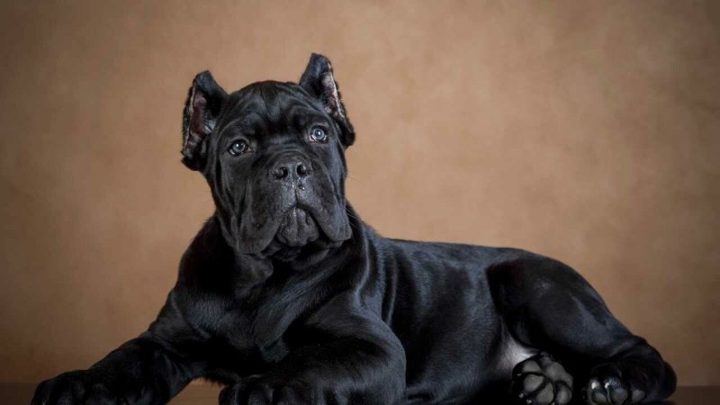 Порода собак ана Корса