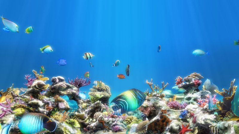Фон для рабочего стола рыбы