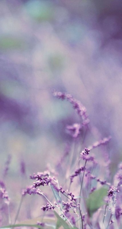 Сиреневые цветочки