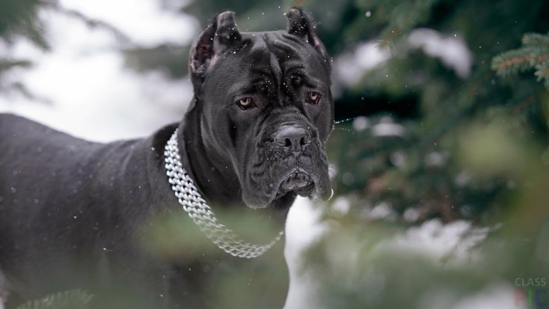 Итальянская собака Кане Корсо