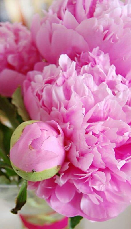 Гисслер пионы