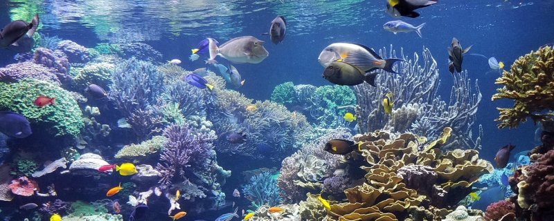 Шарм-Эль-Шейх море