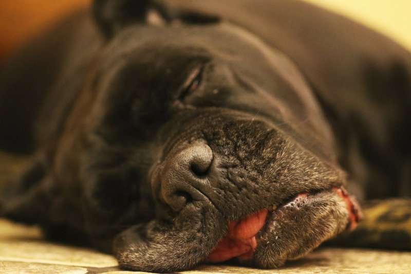 Кане Корсо собака шоколадный